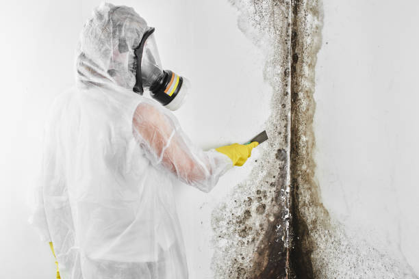 Mold Removal and Inspection in Interlachen, FL