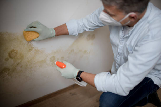 Certified Mold Removal in Interlachen, FL