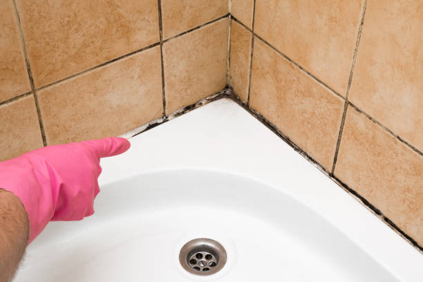 Best Commercial Mold Removal  in Interlachen, FL